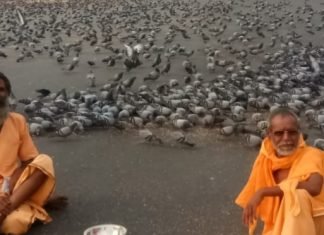 सभी धर्म प्रेमियों के सहयोग से राम द्वारा गौशाला परिवार एवं राधा रमण चेरिटेबल ट्रस्ट के तत्वावधान में बेजुबान पशु पक्षियों के दाने एवं चारे की व्यवस्था चल रही है