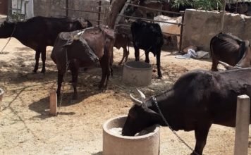 *।। मानवता की सेवा ही सबसे बड़ा धर्मं और उपासना है ::- बजरंग लाल अग्रवाल *शेखावाटी की भूमि झुंझुनू जिले ने वीरों और भामाशाह को जन्म दिया है।*