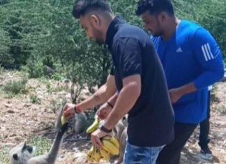 दिव्यांश की प्रथम पुण्यतिथि पर पिता राजेश ने बेसहारा जानवर को रोटी और फल खिलाया,,