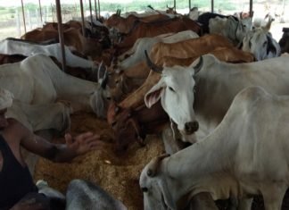 संस्कार एजुकेशन एण्ड सोशल वेलफेयर सोसायटी एवं मातृ गौ सेवा समिति के तत्वावधान में सर्व समाज सामूहिक विवाह सम्मेलन का होगा आयोजन,,