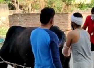 गौजीव आश्रय सेवाधाम संस्था कोटपुतली मानती है गौ सेवा ही ईश्वरीय सेवा है,,
