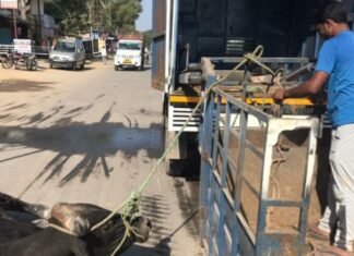 दर्दनाक, असहनीय पीड़ा,इंसानियत हुई शर्मसार,,