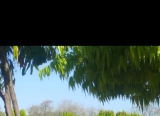 विश्व धरोहर दिवस पर अल्बर्ट हॉल रामनिवास बाग में सफाई अभियान चलाकर की गई सफाई,, नगर निगम ग्रेटर आयुक्त रूकमणि रियाड़ ने धरोहरों एवं विरासतों को स्वच्छ एवं संरक्षित रखने की दिलाई शपथ,,